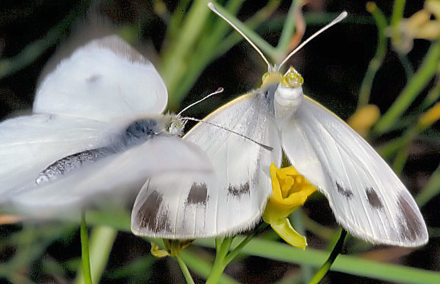 Farfalle in accoppiamento